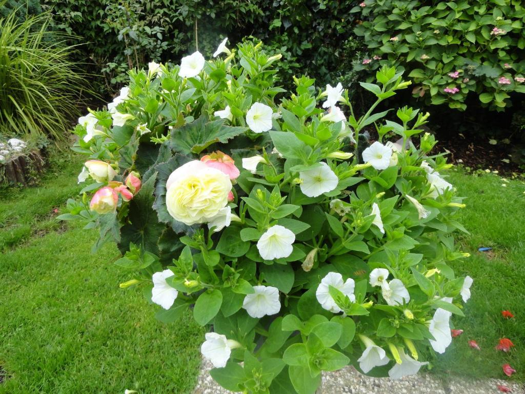 Orley House B&B Drogheda Dış mekan fotoğraf