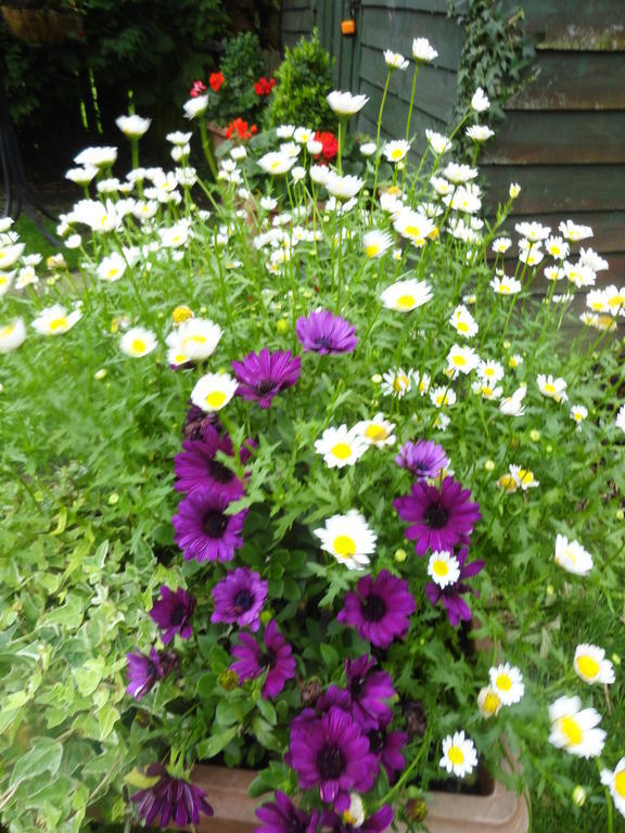 Orley House B&B Drogheda Dış mekan fotoğraf